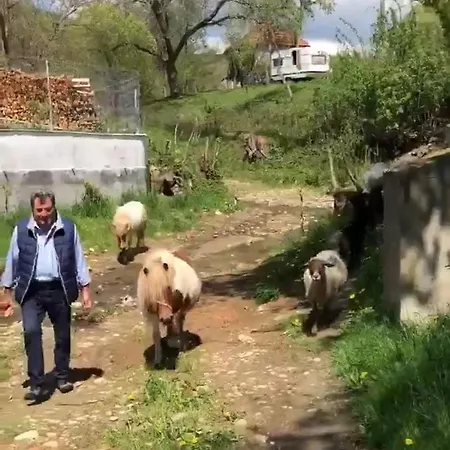 Pensiunea Silvanka Vilcele (Covasna)